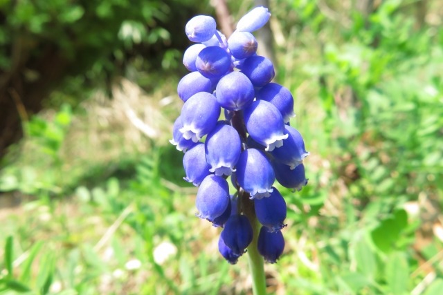 ムスカリの花