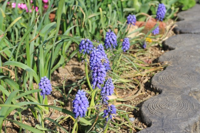 ムスカリの花