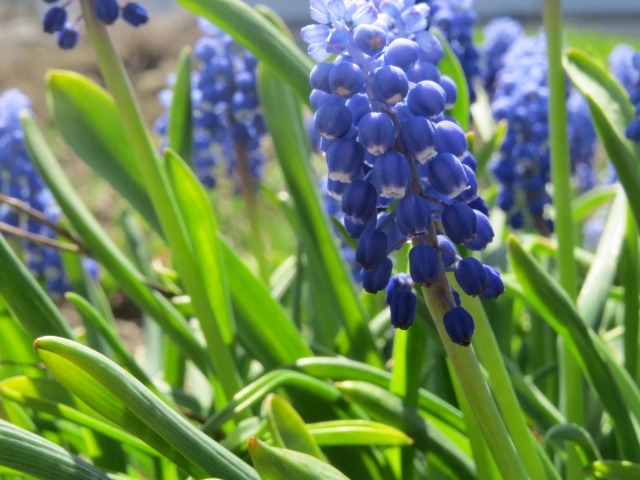 ムスカリの花