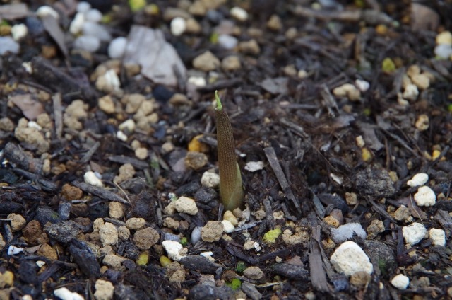 ミョウガの新芽