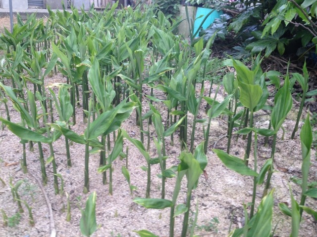 植え 替え ミョウガ 初心者向け！ミョウガの栽培方法・育て方のコツ｜特集｜読みもの｜サカタのタネ 家庭菜園・園芸情報サイト