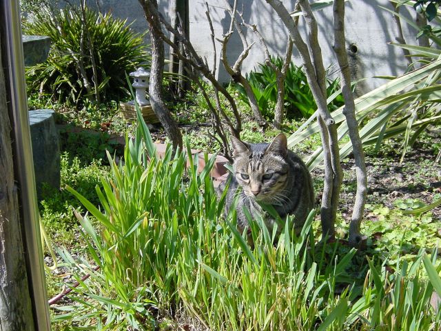 庭にやってくる猫