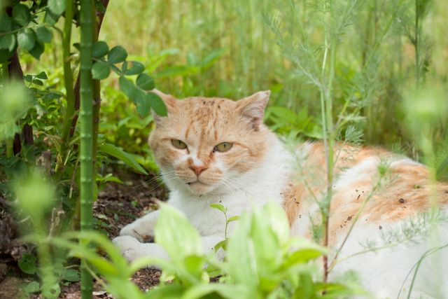 庭にいすわる猫