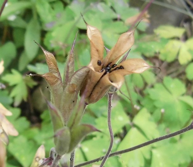 西洋オダマキの種