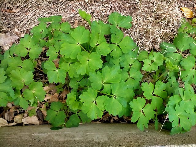 西洋オダマキの葉