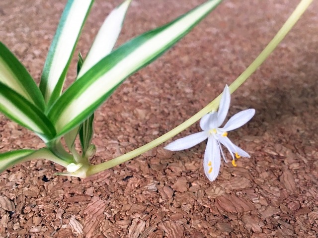 オリヅルランの花と子株