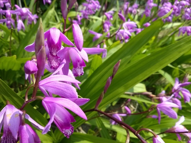 シランの花