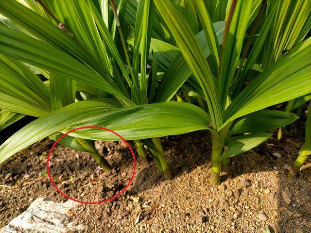 混みあって茎が斜めになったシラン