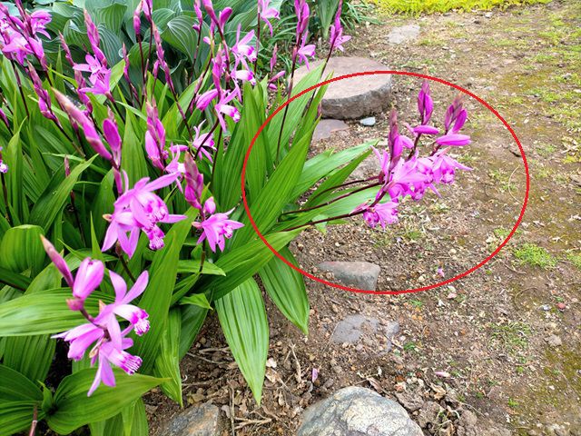 花茎が斜めのシラン