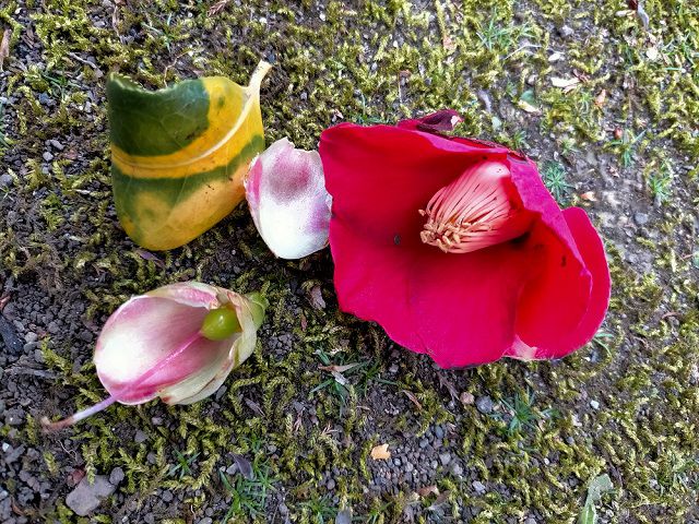 落ちたツバキの花