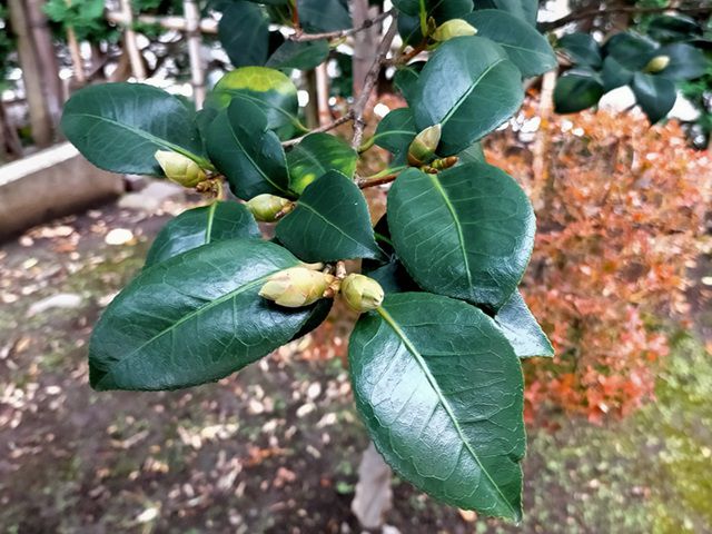 強剪定をした年のツバキのツボミ