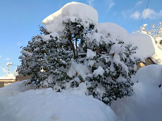 雪に埋もれたツバキ