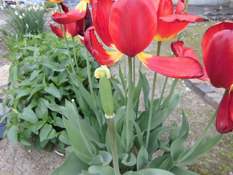 チューリップの花が咲かない理由は球根の成長不足 来年花を咲かせる方法は 楽して楽しむガーデニング