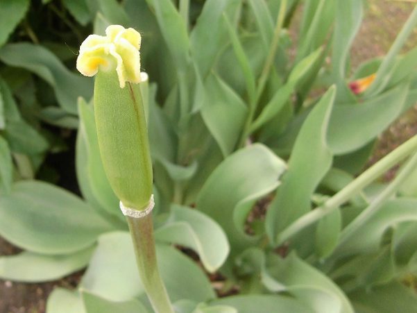 チューリップの花が咲かない理由は球根の成長不足 来年花を咲かせる方法は 楽して楽しむガーデニング