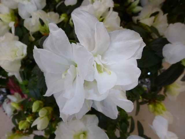 アザレアの花