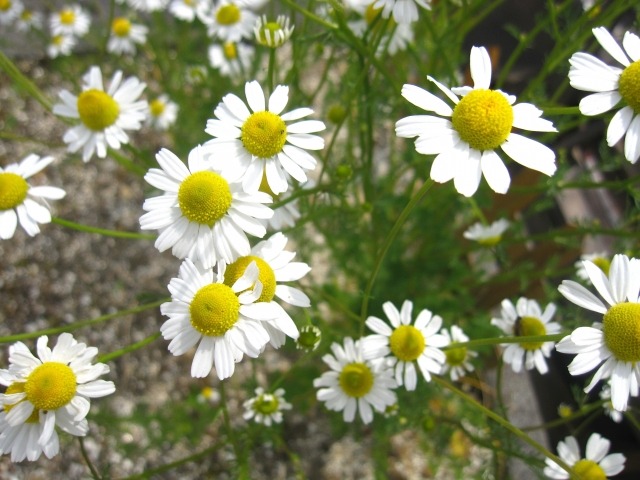 カモミールの花