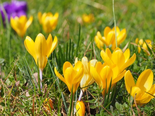 黄色のクロッカスの花