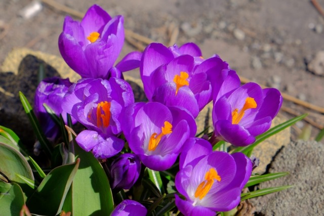 クロッカスの花