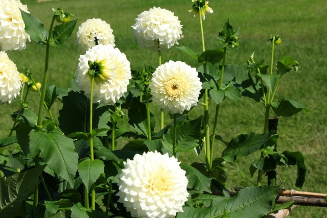 白いダリアの花