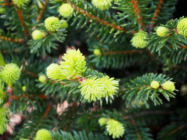 ドイツトウヒの新芽