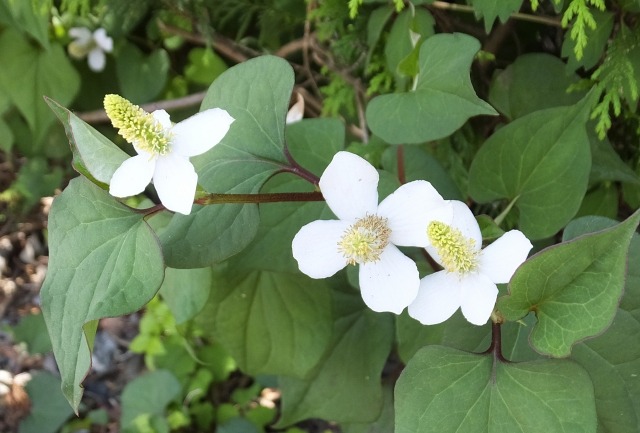 ドクダミの花