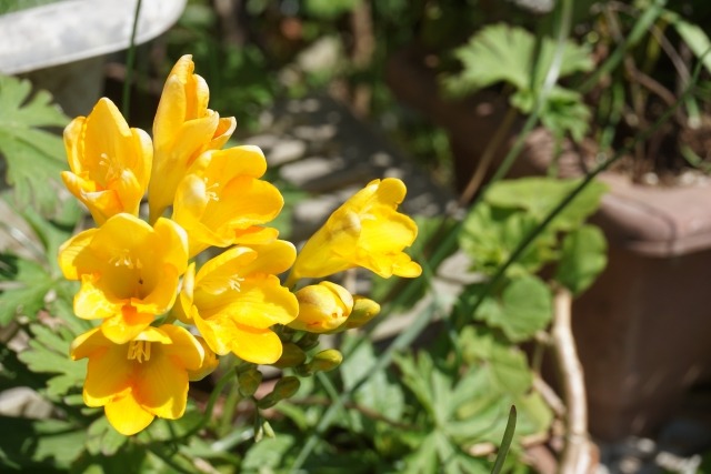 フリージアの黄色の花