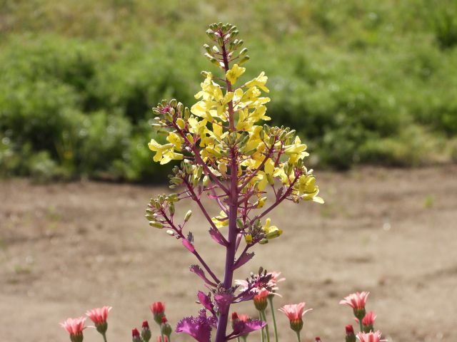 ハボタンの花