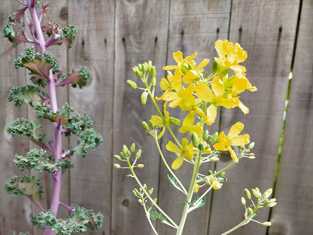 白葉ハボタンの花