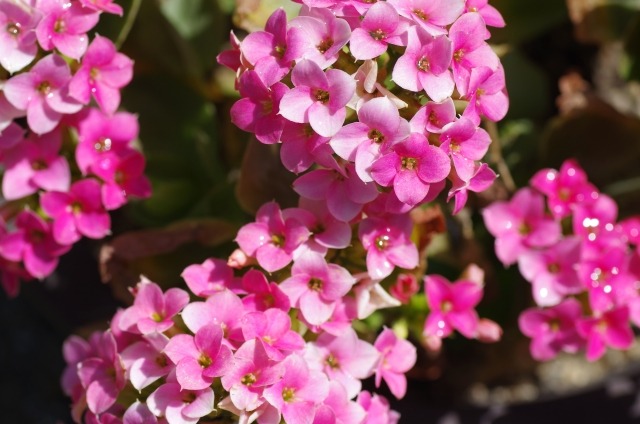 カランコエの特徴と育て方 花が咲かない原因と対策は 楽して楽しむガーデニング