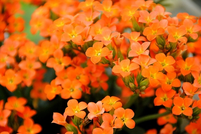 カランコエの特徴と育て方 花が咲かない原因と対策は 楽して楽しむガーデニング