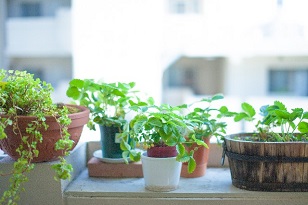 ミニ観葉植物の植え替え時期と方法 大きさを変えずに植え替えするポイントは 楽して楽しむガーデニング