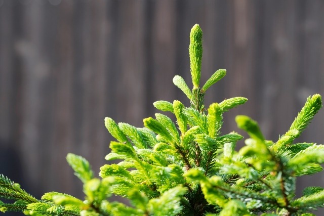 もみの木の育て方 鉢植えが枯れる原因と対策は 楽して楽しむガーデニング