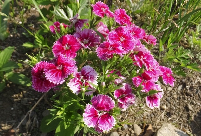 ナデシコの花