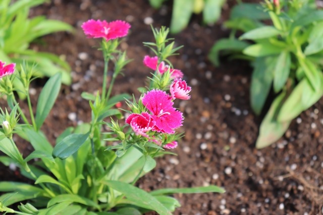 ナデシコの花