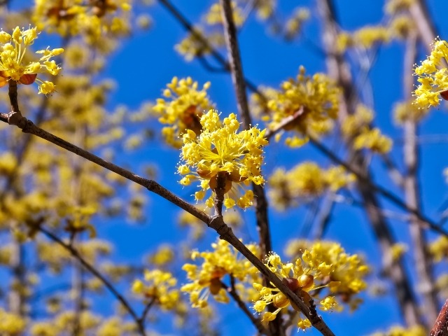 サンシュユの花