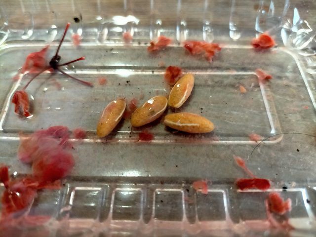 サンシュユのタネ