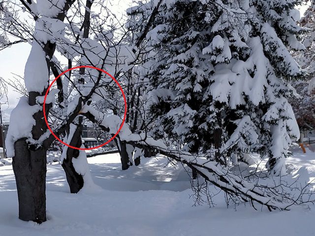 雪で枝が折れた児童公園の木