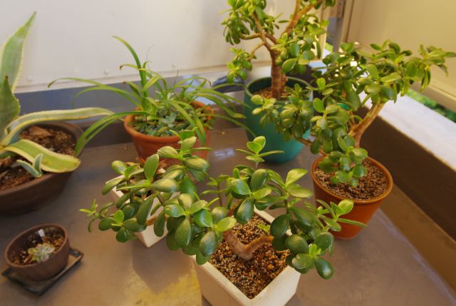 鉢植え植物