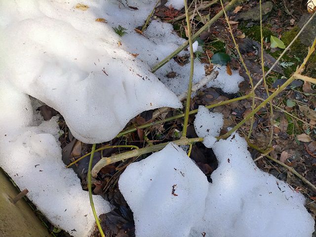 雪の重みで折れたレンギョウの枝