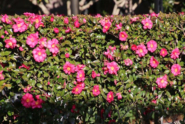 山茶花の生け垣