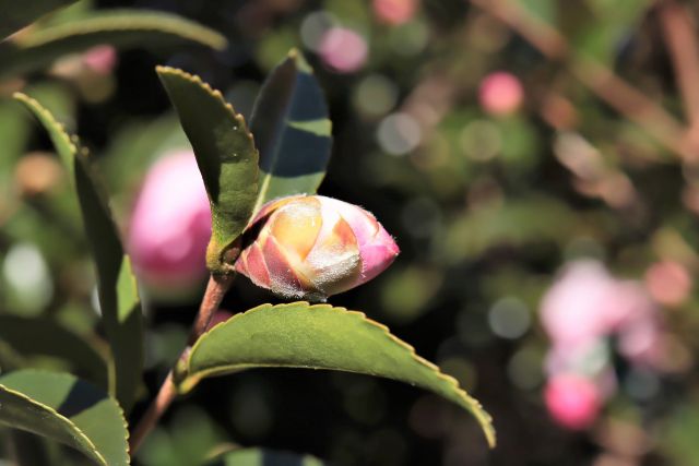 山茶花のツボミ