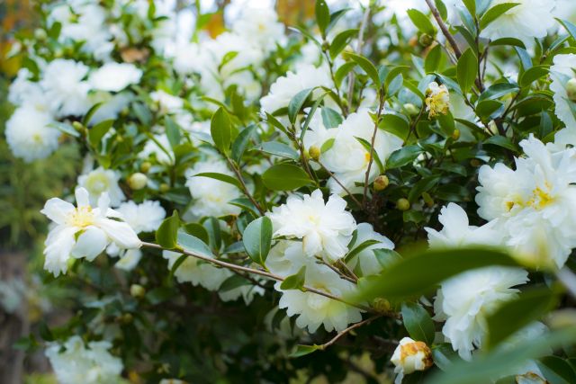 山茶花の白い花