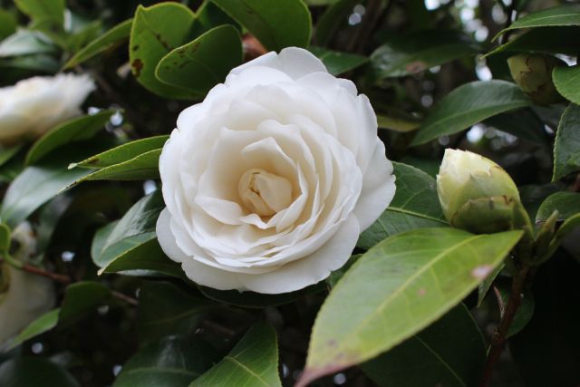 山茶花の白い花