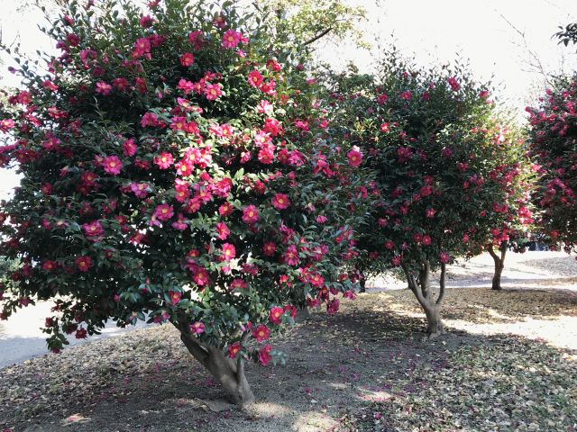 庭植えの山茶花