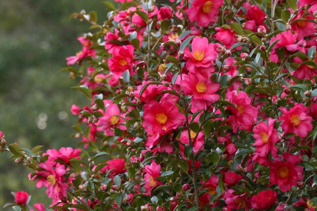 山茶花の花