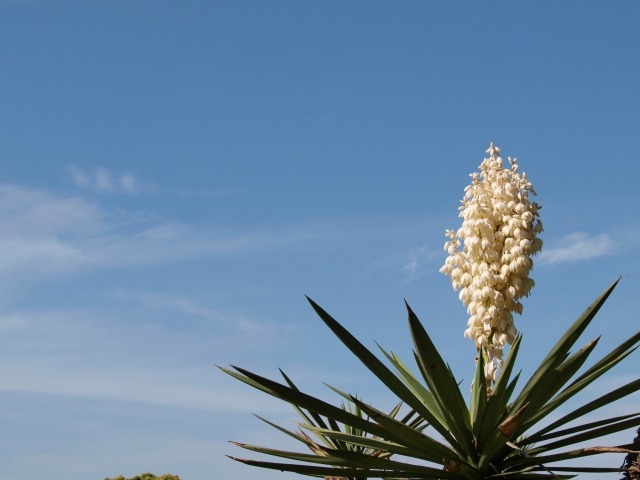 ユッカの花