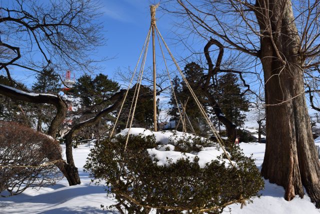 雪囲い