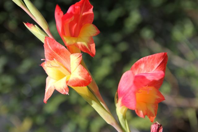 グラジオラスの花