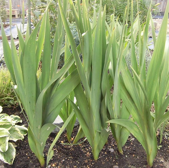 グラジオラスの育て方と栽培記録 花後の球根は植えっぱなしでも大丈夫 楽して楽しむガーデニング