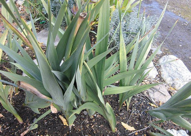 グラジオラスの育て方と栽培記録 花後の球根は植えっぱなしでも大丈夫 楽して楽しむガーデニング